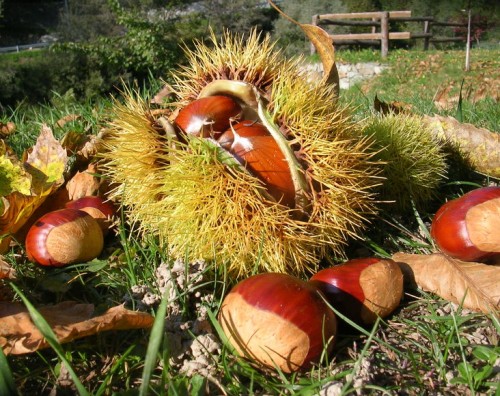 Lillianes_Castagne_-e1444245695837