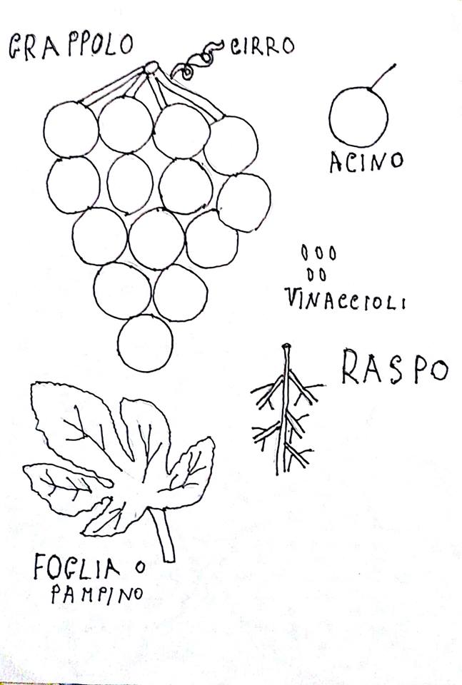 Progetto Storia Dell Uva Bambini 5 6 Anni Nonna In Fabula
